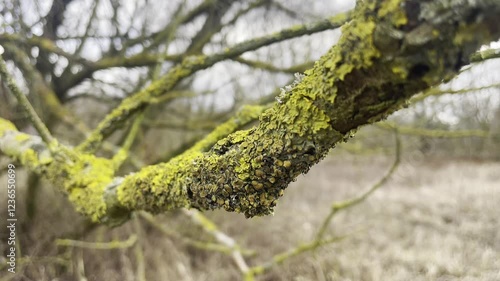 green moss on a tree