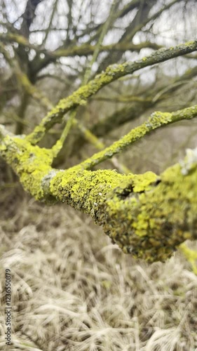 green moss on tree