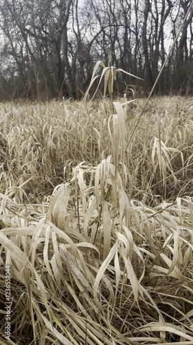 hay bales in a field