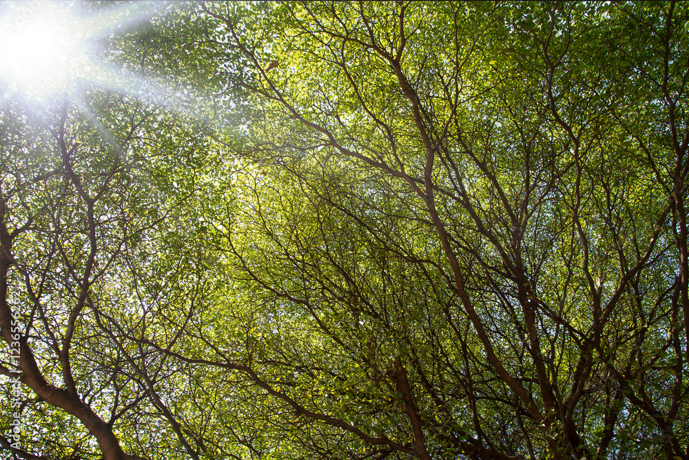 Naklejka premium green trees on spring day sunlight is branches 