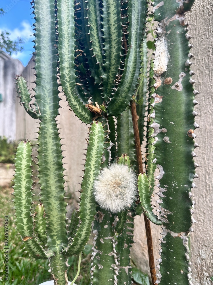cactus