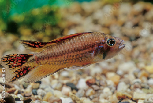 Apistogramma cacatuoides photo