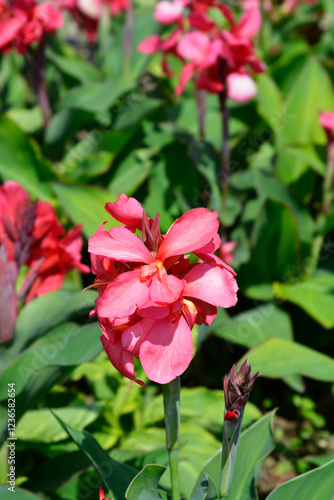 Wallpaper Mural Canna lily Tropical Rose flower Torontodigital.ca