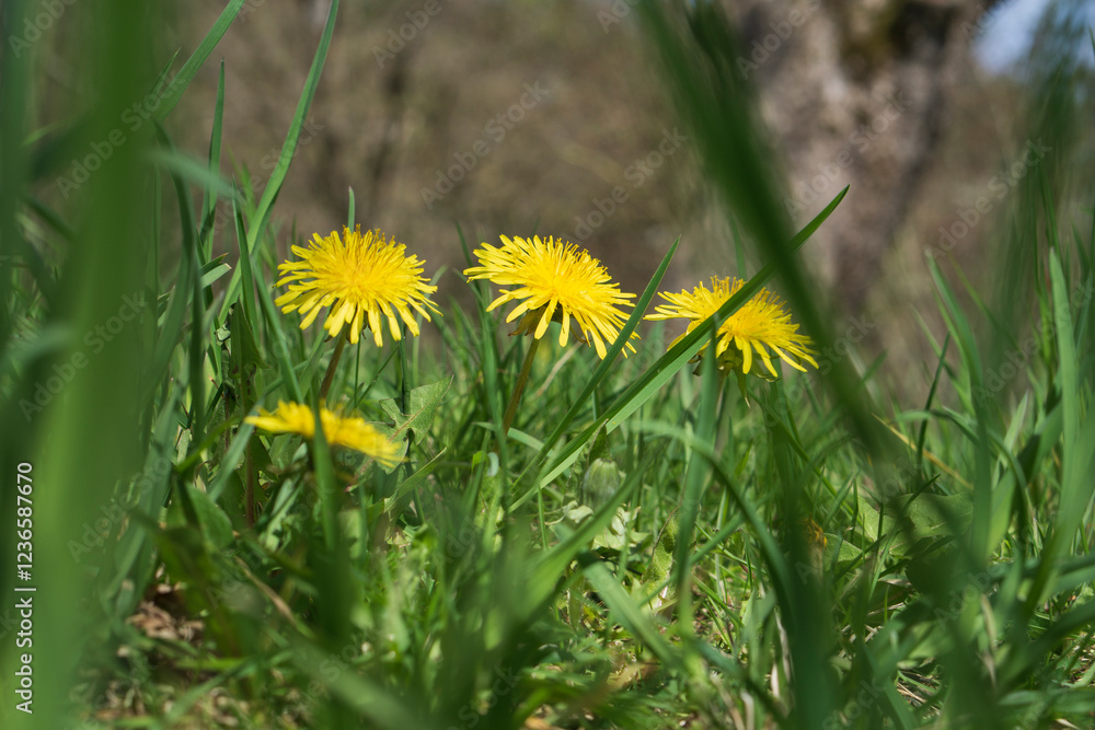 Gelbe Löwenzahn-Blüten auf grünem Gras Gelbe Löwenzahn-Blüten auf grünem Gras
