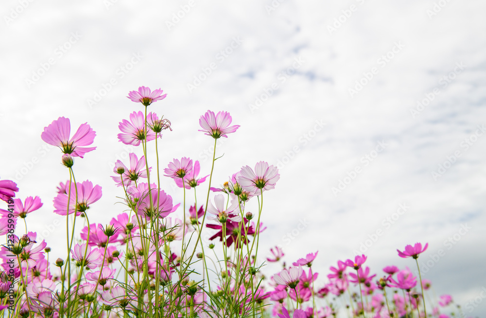 pink cosmos flower on white sky background. Beautiful flower pink cosmos flower on white sky background. Beautiful flower