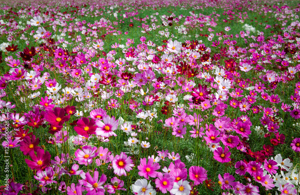 beautiful pink cosmos flowers in the farming area. flower field on winter season at Lop buri, beautiful pink cosmos flowers in the farming area. flower field on winter season at Lop buri,