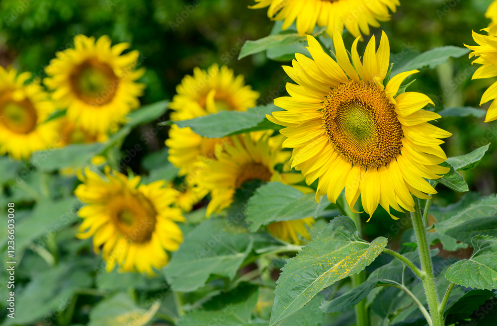 Yellow sunflowers blooming in field at THAILAND, flower concept Yellow sunflowers blooming in field at THAILAND, flower concept