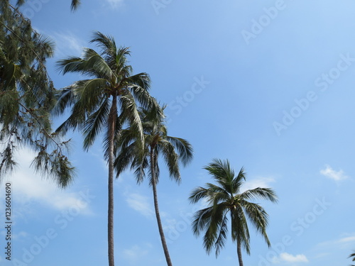 Wallpaper Mural tropical palm trees under a blue sky Torontodigital.ca
