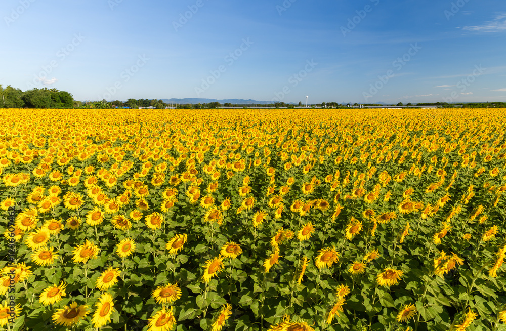 Fototapeta premium Beautiful sunflower flower blooming in sunflowers field with white cloudy and blue sky.