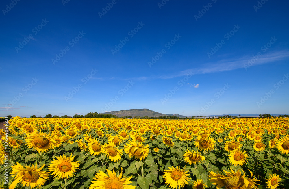 Obraz premium Beautiful sunflower flower blooming in sunflowers field with white cloudy and blue sky.