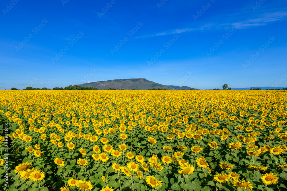 Beautiful sunflower flower blooming in sunflowers field with white cloudy and blue sky. Beautiful sunflower flower blooming in sunflowers field with white cloudy and blue sky.