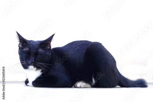 Focus of face of black furry playful cat staring at something. Pet and playful concept.