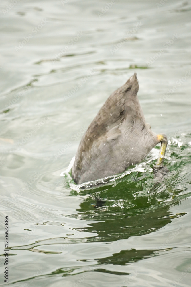 Obraz premium One black Eurasian coot bird (Fulica atra) hunting for food with only the back side out of the water, Phoenix See, Dortmund, Germany