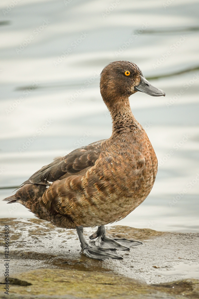 Female Tufted Duck (Aythya fuligula) with yellow eyes standing in full length on a rock with a lake in the background, Phönex See, Dortmund, Germany Female Tufted Duck (Aythya fuligula) with yellow eyes standing in full length on a rock with a lake in the background, Phönex See, Dortmund, Germany