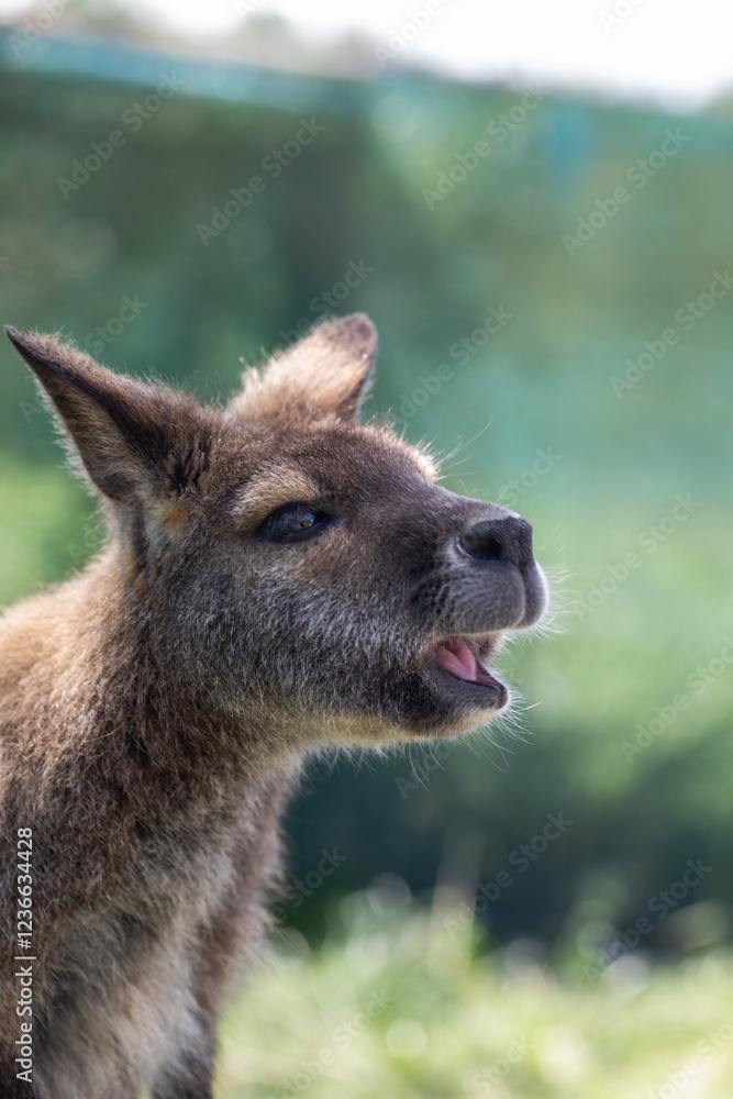 Cute fluffy wallaby in the park. Marsupial mammals. Australia Cute fluffy wallaby in the park. Marsupial mammals. Australia