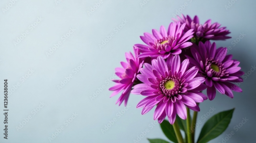 Fototapeta premium A vibrant cluster of purple blossoms, elegantly arranged against a soft, pale background, showcasing their delicate petals and radiant centers.