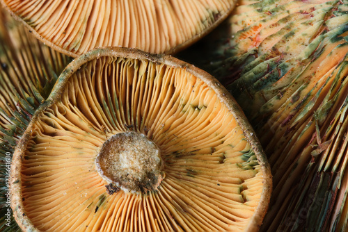 Close up of Lactarius deliciosus revealing details of gills and texture, highlighting natural beauty of fungi