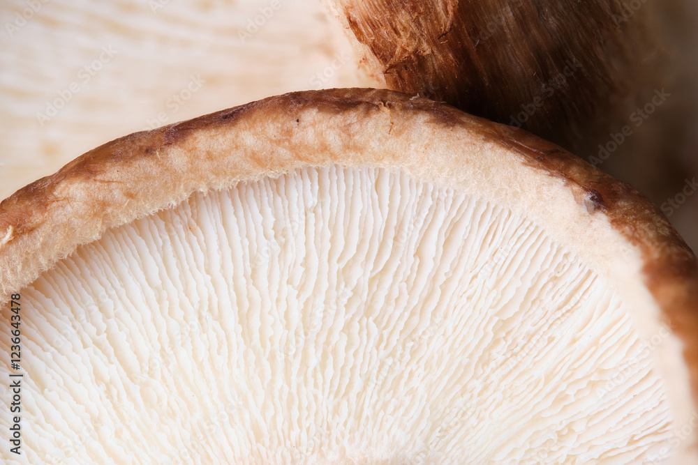 Macrophotography of fresh shiitake mushroom gills showing its texture