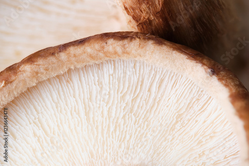 Obraz na płótnie Macrophotography of fresh shiitake mushroom gills showing its texture w salonie