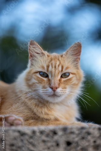 Gato mirando fijamente photo