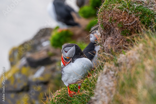 Macareux moine sur une falaise verdoyante en Islande photo