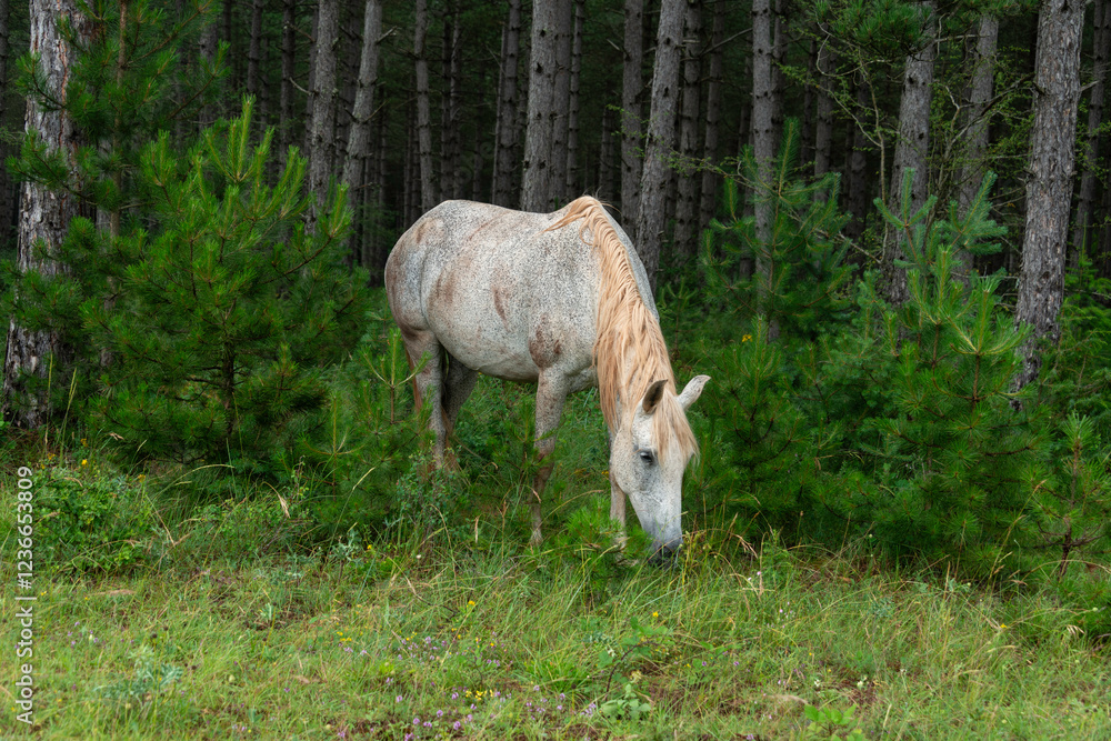 Fototapeta premium Cheval, les pincelles, Vézouillac , Verrières, causse Rouge, Occitanie, Aveyron, 12, France