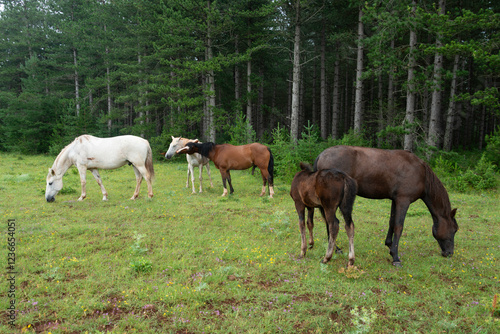 Cheval, les pincelles, Vézouillac , Verrières, causse Rouge, Occitanie, Aveyron, 12, France photo