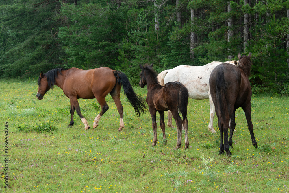 Cheval, les pincelles, Vézouillac , Verrières, causse Rouge, Occitanie, Aveyron, 12, France Cheval, les pincelles, Vézouillac , Verrières, causse Rouge, Occitanie, Aveyron, 12, France
