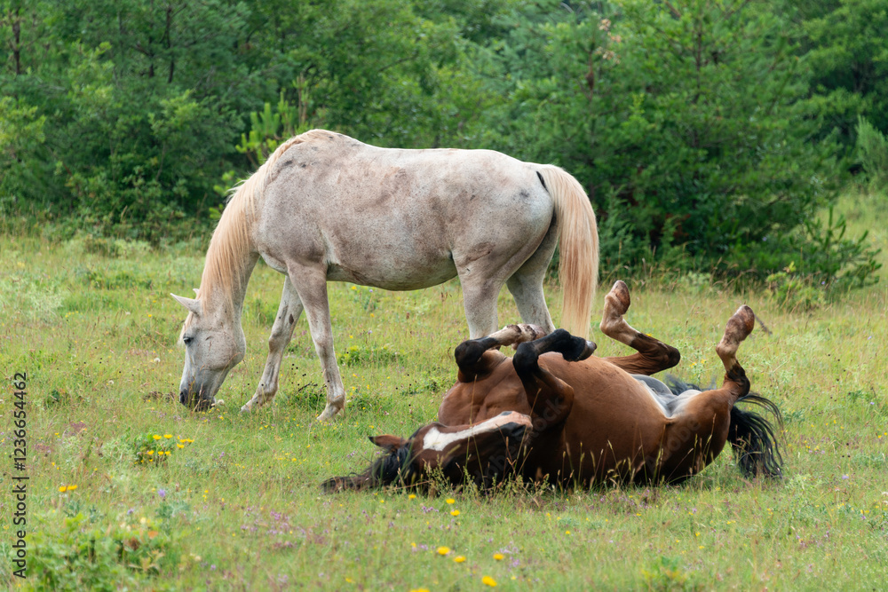 Cheval, les pincelles, Vézouillac , Verrières, causse Rouge, Occitanie, Aveyron, 12, France Cheval, les pincelles, Vézouillac , Verrières, causse Rouge, Occitanie, Aveyron, 12, France
