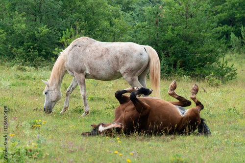 Cheval, les pincelles, Vézouillac , Verrières, causse Rouge, Occitanie, Aveyron, 12, France photo