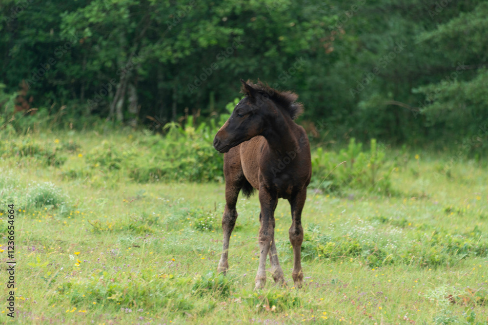 Cheval, les pincelles, Vézouillac , Verrières, causse Rouge, Occitanie, Aveyron, 12, France Cheval, les pincelles, Vézouillac , Verrières, causse Rouge, Occitanie, Aveyron, 12, France