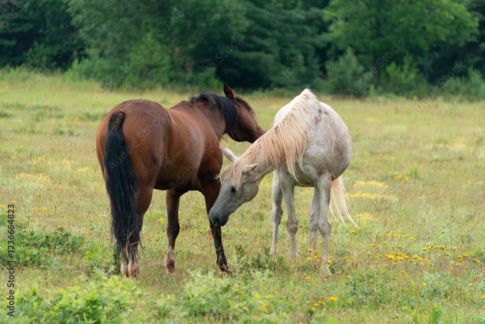 Cheval, les pincelles, Vézouillac , Verrières, causse Rouge, Occitanie, Aveyron, 12, France Cheval, les pincelles, Vézouillac , Verrières, causse Rouge, Occitanie, Aveyron, 12, France