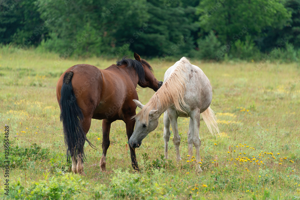 Cheval, les pincelles, Vézouillac , Verrières, causse Rouge, Occitanie, Aveyron, 12, France Cheval, les pincelles, Vézouillac , Verrières, causse Rouge, Occitanie, Aveyron, 12, France