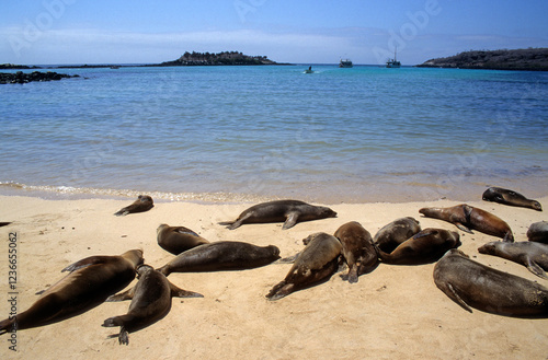 Otarie de Californie, colonie , Zalophus californianus, Iles Galapagos photo