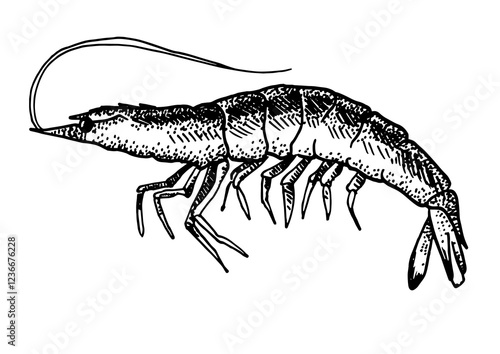Shrimp isolated on white background for menu design.  Vintage engraved sketch. Seafood dot drawing collection