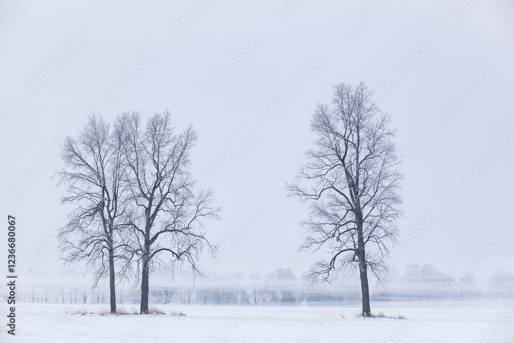 Foggy winter landscape of bare trees in a rural setting, Michigan, USA Foggy winter landscape of bare trees in a rural setting, Michigan, USA