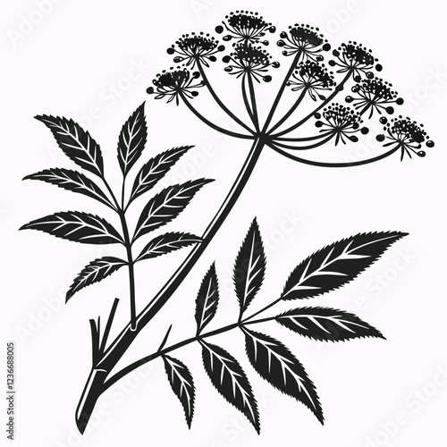 Bai sanicle vector silhouette black design white background