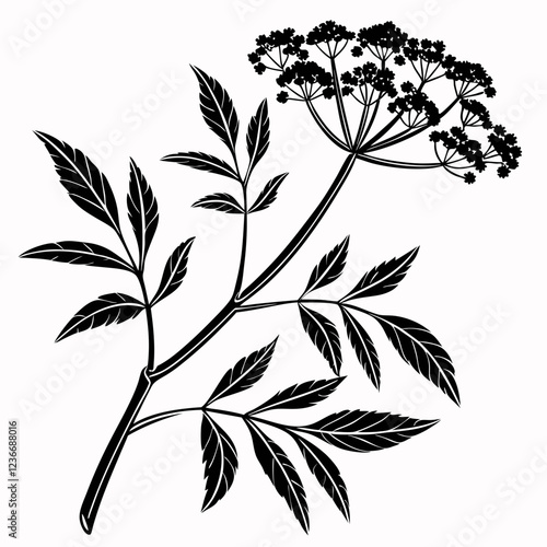 Bai sanicle vector silhouette black design white background
