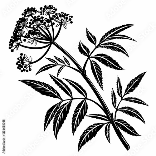 Bai sanicle vector silhouette black design white background