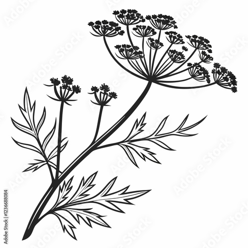 Bai sanicle vector silhouette black design white background