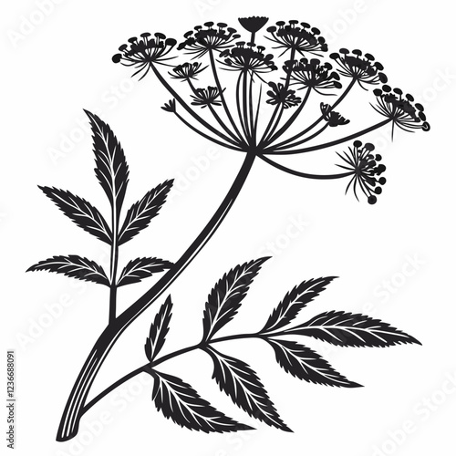 Bai sanicle vector silhouette black design white background
