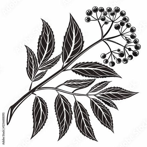 Bai sanicle vector silhouette black design white background