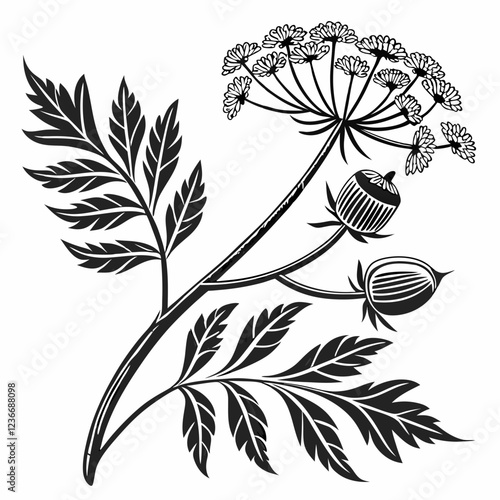 Bai sanicle vector silhouette black design white background