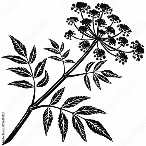 Bai sanicle vector silhouette black design white background
