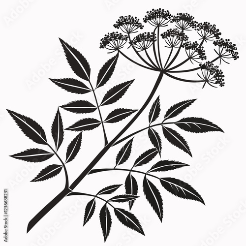 Bai sanicle vector silhouette black design white background