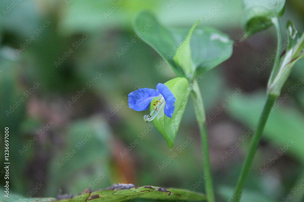 A sample of Asiatic Dayflower (Commelina Communis) in the Spiderwort family, growing in Ontario Canada. -Captured by MIROFOSS A sample of Asiatic Dayflower (Commelina Communis) in the Spiderwort family, growing in Ontario Canada. -Captured by MIROFOSS