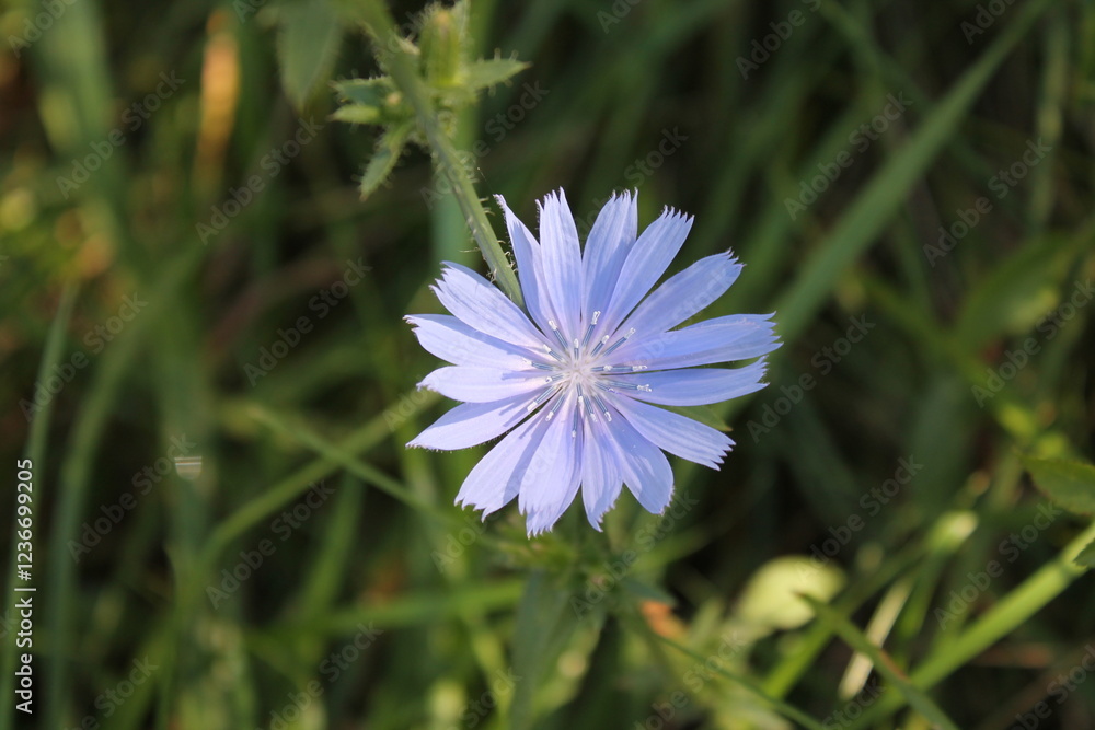 A sample of Chicory (Cichorium Intybus) in the Aster family, growing in Ontario Canada. -Captured by MIROFOSS A sample of Chicory (Cichorium Intybus) in the Aster family, growing in Ontario Canada. -Captured by MIROFOSS
