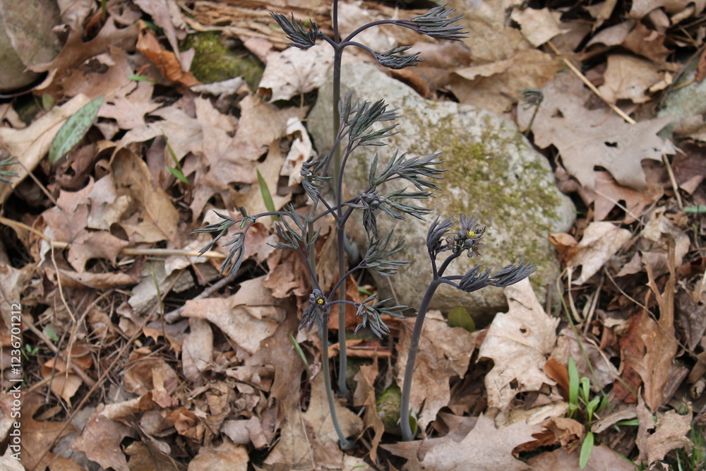 A sample of Giant Blue Cohosh (Caulophyllum Giganteum) in the Barberry family, growing in Ontario Canada. -Captured by MIROFOSS A sample of Giant Blue Cohosh (Caulophyllum Giganteum) in the Barberry family, growing in Ontario Canada. -Captured by MIROFOSS