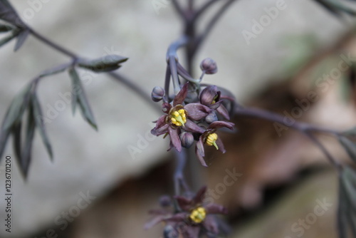 A sample of Giant Blue Cohosh (Caulophyllum Giganteum) in the Barberry family, growing in Ontario Canada. -Captured by MIROFOSS photo