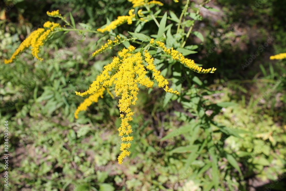 A sample of Early Goldenrod (Solidago Juncea) in the Aster family, growing in Ontario Canada. -Captured by MIROFOSS A sample of Early Goldenrod (Solidago Juncea) in the Aster family, growing in Ontario Canada. -Captured by MIROFOSS